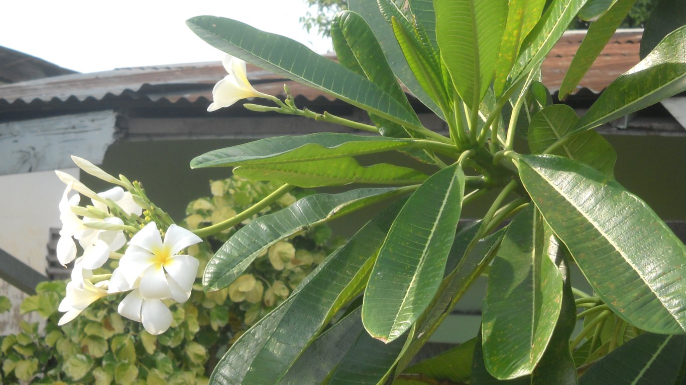 30_white frangipani_circular road_san fernando_trinidad_20100226_DSCN2120C_tobagojo@gmail.com_1366w_768h